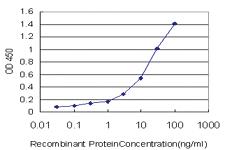 Anti-SH2D3C Mouse Monoclonal Antibody [clone: 3B2]