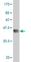 Anti-DMAP1 Mouse Monoclonal Antibody [clone: 2G12]