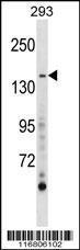 Anti-AEBP1 Rabbit Polyclonal Antibody (Biotin)