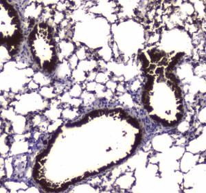 Anti-CES1 Polyclonal Antibody