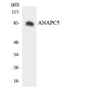 Western blot analysis of the lysates from HeLa cells using Anti-ANAPC5 Antibody