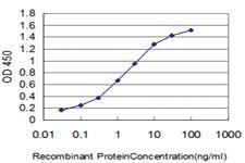 Anti-HSPA1B Mouse Monoclonal Antibody [clone: 2D11]