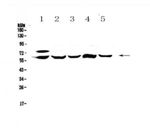 Anti-CES1 Polyclonal Antibody