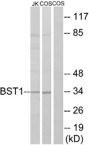 Western blot analysis of lysates from COS7 and Jurkat cells using Anti-BST1 Antibody. The right hand lane represents a negative control, where the Antibody is blocked by the immunising peptide