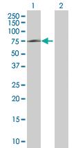 Anti-HSPA1L Mouse Polyclonal Antibody