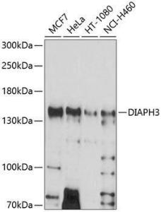 Western blot analysis of extracts of various cell lines, using Anti-DIAPH3 Antibody (A8590) at 1:1,000 dilution The secondary antibody was Goat Anti-Rabbit IgG H&L Antibody (HRP) at 1:10,000 dilution Lysates/proteins were present at 25 µg per lane