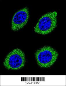 Anti-HSD11B1L Rabbit Polyclonal Antibody (APC (Allophycocyanin))