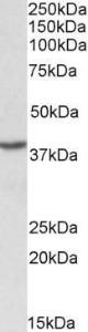 Anti-PCBP1 antibody