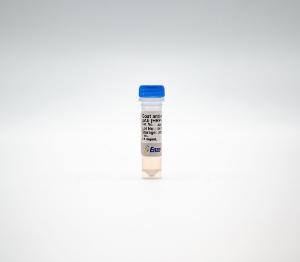 Goat anti-rabbit IgG, polyclonal antibody (HRP conjugate)