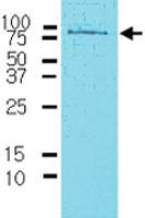 Anti-CD44 Mouse Monoclonal Antibody [clone: 5C10]