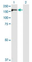 Anti-IQGAP3 Mouse Monoclonal Antibody [clone: 6E3]