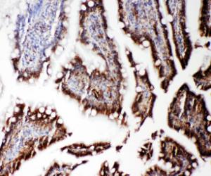 Anti-RGS3 Rabbit Polyclonal Antibody