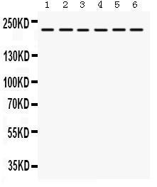 Anti-ITGA4 Rabbit Polyclonal Antibody