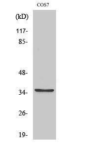 Western blot analysis of various cells using Anti-BST1 Antibody