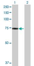 Anti-HSPA1L Rabbit Polyclonal Antibody