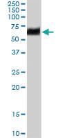 Anti-PDIA2 Goat Polyclonal Antibody