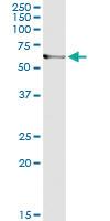 Anti-ARHGEF5 Antibody Pair