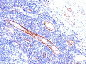 Immunohistochemical analysis of formalin-fixed, paraffin-embedded human tonsil using Anti-CD31 Antibody [C31.3]