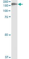 Anti-IQGAP3 Mouse Monoclonal Antibody [clone: 6E3]