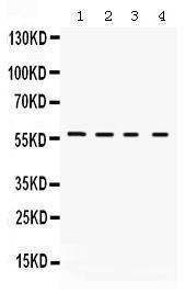 Anti-KCNA2 Rabbit Polyclonal Antibody