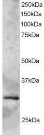 Antibody anti-SYF2 100 µg