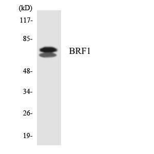 Western blot analysis of the lysates from HepG2 cells using Anti-BRF1 Antibody