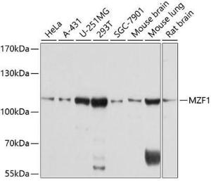 Western blot analysis of extracts of various cell lines, using Anti-MZF1 Antibody (A8593) at 1:1000 dilution