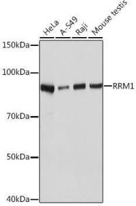 Western blot analysis of extracts of various cell lines, using Anti-RRM1 Antibody [ARC0943] (A309074) at 1:1000 dilution