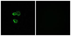 Immunofluorescence analysis of MCF7 cells using Anti-OR56B4 Antibody. The right hand panel represents a negative control, where the Antibody was pre-incubated with the immunising peptide