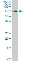 Anti-HSPA1L Mouse Monoclonal Antibody [clone: 1B5]