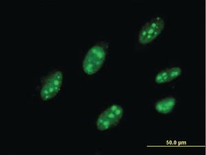 Anti-IQGAP3 Mouse Monoclonal Antibody [clone: 6E3]