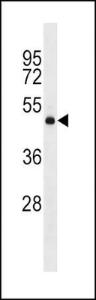 Anti-DRD2 Rabbit Polyclonal Antibody (FITC (Fluorescein Isothiocyanate))