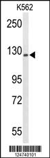 Anti-TREF1 Rabbit Polyclonal Antibody