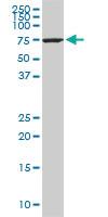 Anti-HSPA1L Mouse Monoclonal Antibody [clone: 1B5]