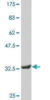 Anti-PRRG1 Mouse Monoclonal Antibody [clone: 1C7]