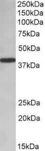 Antibody A84894-100 100 µg