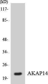 Western blot analysis of the lysates from RAW264.7 cells using Anti-AKAP14 Antibody