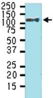 Anti-HSPH1 Mouse Monoclonal Antibody [clone: J1G12]