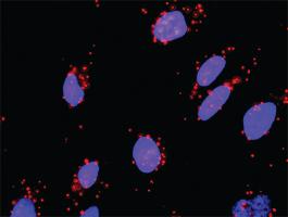 Anti-CRK + PIK3R1 Antibody Pair