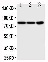 Anti-TrkA Rabbit Polyclonal Antibody