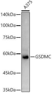 Western blot analysis of extracts of A375 cells, using Anti-GSDMC Antibody (A92984) at 1:1,000 dilution