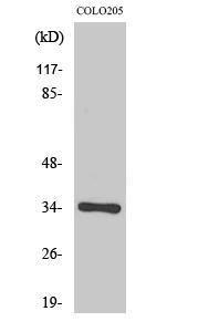 Western blot analysis of various cells using Anti-OR56B4 Antibody