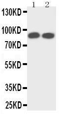 Anti-TrkA Rabbit Polyclonal Antibody