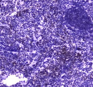 Anti-FPRL1 Polyclonal Antibody