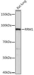 Western blot analysis of extracts of Rat lung, using Anti-RRM1 Antibody [ARC0943] (A309074) at 1:1000 dilution