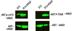 Western blot analysis of 3T3 cells treated with PDGF using Anti-Akt Antibody at 1:1,000 (4°C overnight) Goat Anti-Rabbit IgG (IRDye 800) was used as a secondary at 1:5,000 (25°C, 1 hour)