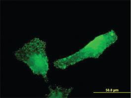 Anti-SH2D3C Mouse Monoclonal Antibody [clone: 2E3]