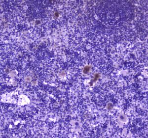 Anti-FPRL1 Polyclonal Antibody