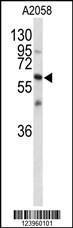 Anti-CNTN1 Rabbit Polyclonal Antibody (PE (Phycoerythrin))