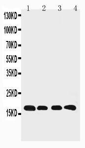 Anti-Cyclophilin B Rabbit Polyclonal Antibody